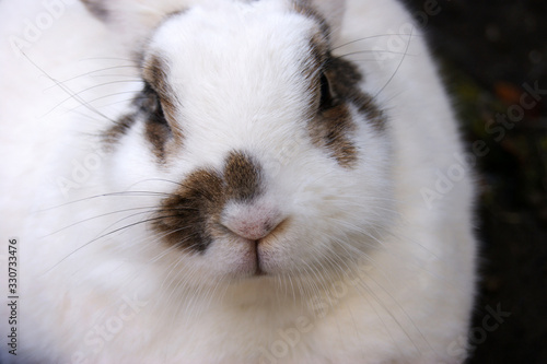Cute white fluffy rabbit on outdoor © iama_sing