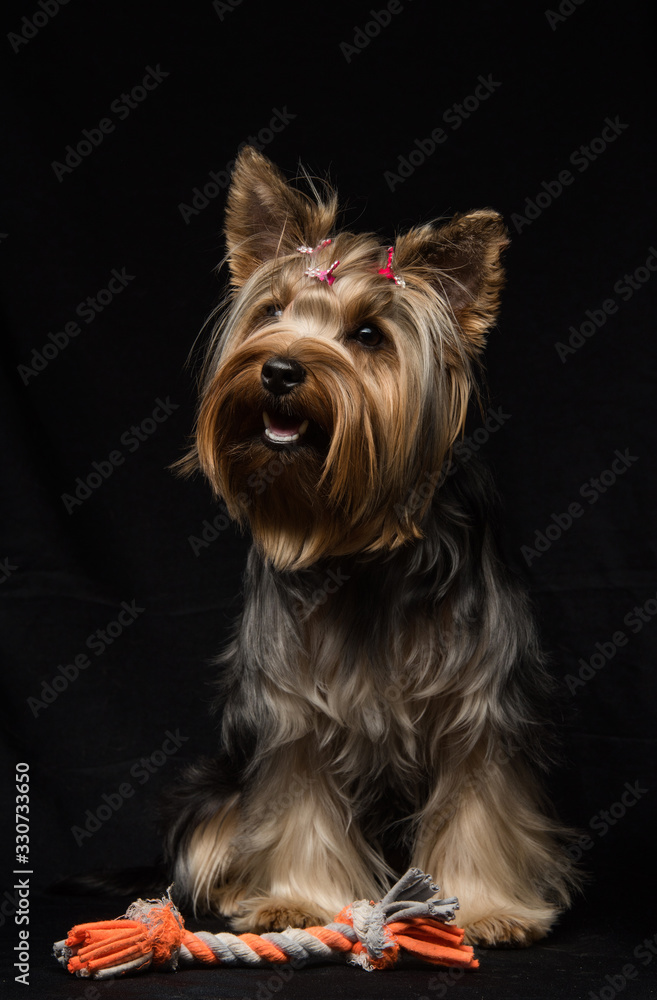 Dog of yokshere terrier rock on black background