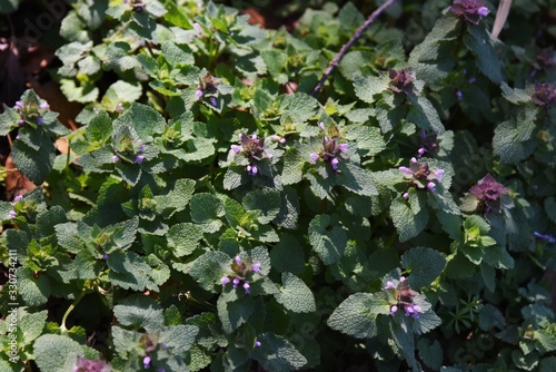 Lamium purpureum (Purple deadnettle) puts a lot of lip-shaped florets of the light purplish red in the spring. photo