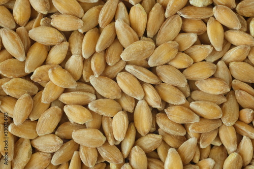 Spelled wheat. Photomicrograph of cereal used in the Mediterranean diet.