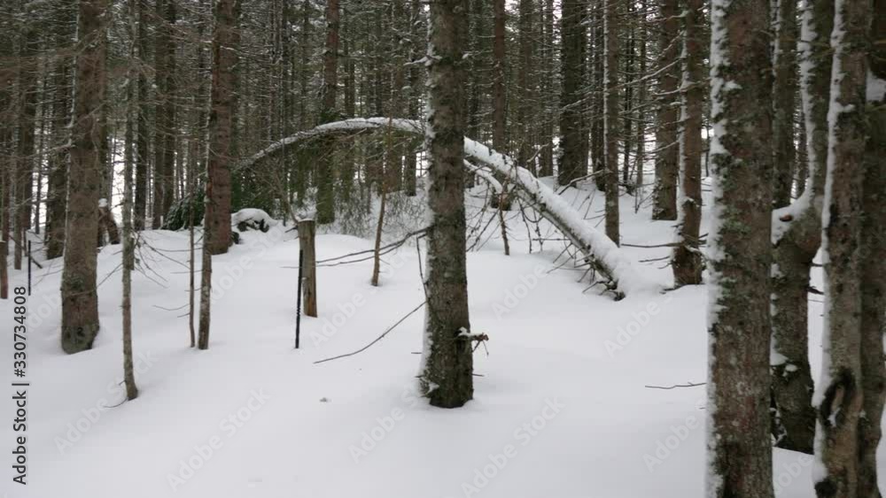 Panoramic shot of a winter spruce forest with large snowdrifts and tree trunks. Panoramic shot of a winter spruce forest with large snowdrifts and tree trunks.