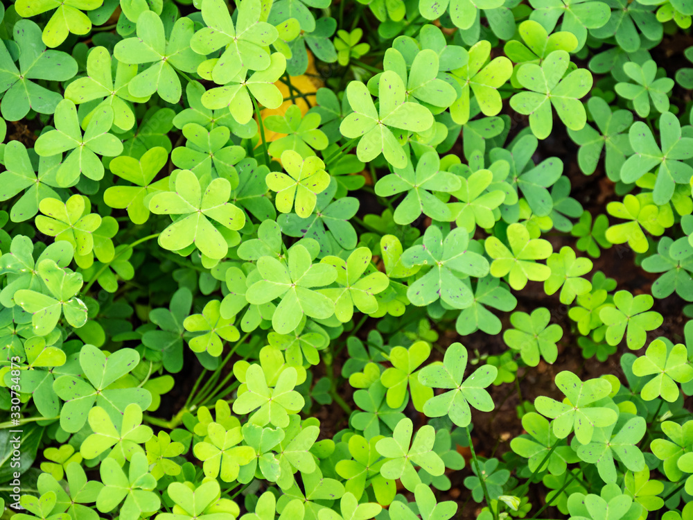 Large green clover field in forest. Selective focus. Large green clover field in forest. Selective focus.