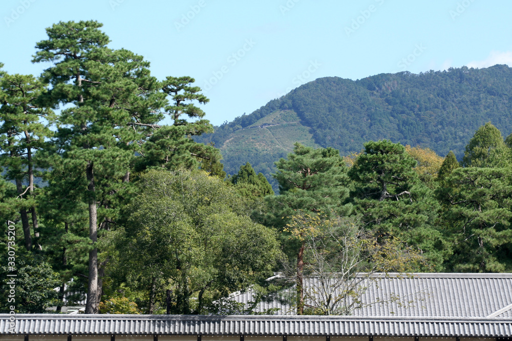 Fototapeta premium 新緑の右大文字