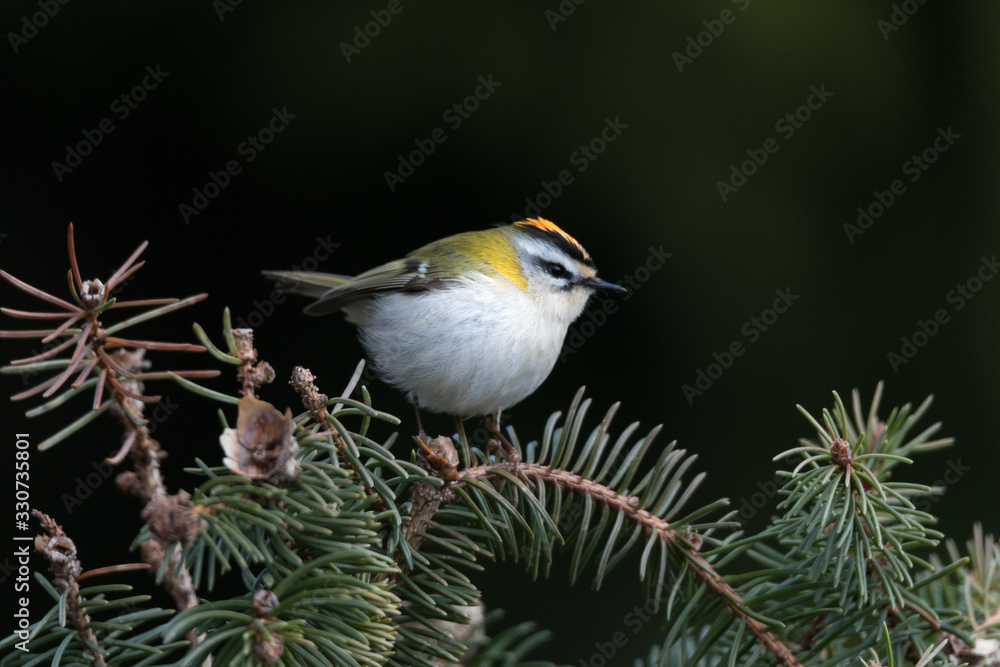 Sommergoldhähnchen Sommergoldhähnchen