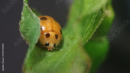 Coccinellidae, is a widespread family of small beetles, The family is commonly known as ladybugs in North America, and ladybirds in Britain and other parts of the English-speaking world.