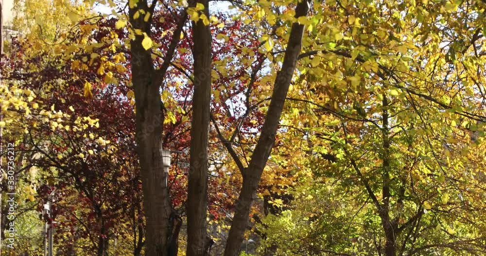 Colorful leaves on tree branches waving in wind in a beautiful autumn landscape Colorful leaves on tree branches waving in wind in a beautiful autumn landscape
