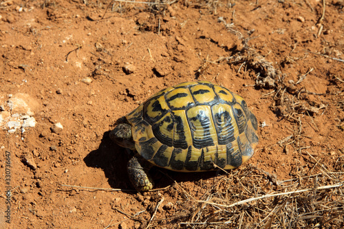 Ciutadela, Menorca / Spain - June 25, 2016: A Marginated tortoise (Testudo marginata), Menorca, Balearic Islands, Spain photo