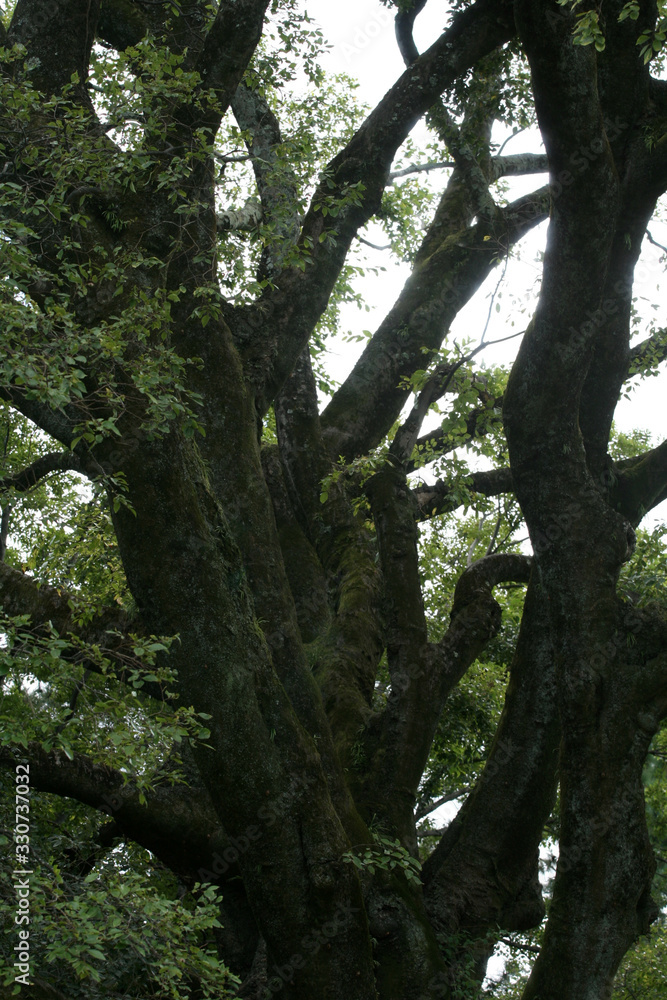 京都の大木