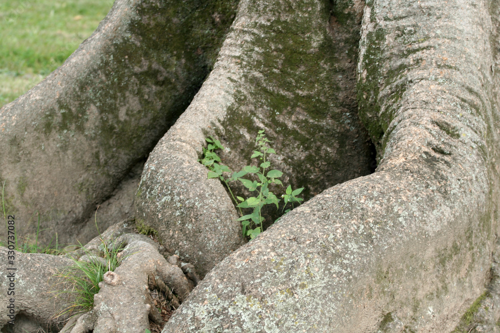 Obraz premium 力強く根を張る