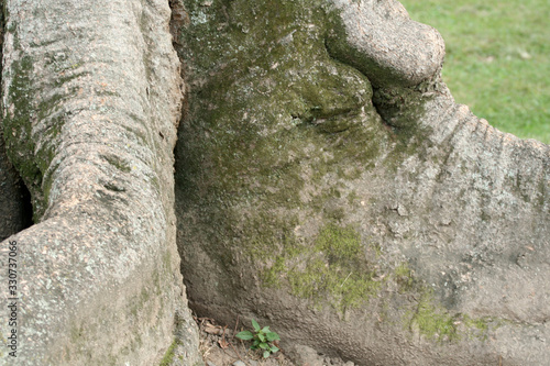 力強く根を張る