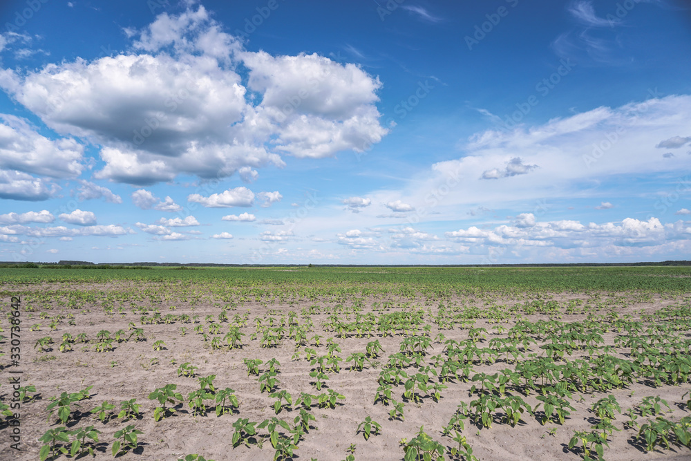 Obraz premium Planted crop farm field. The fertile land of the agricultural sector. food on black soil in the garden. Industrial stock theme