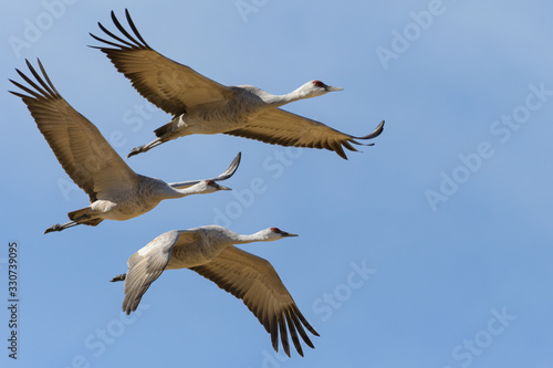 Migrating Greater Sandhill Cranes in Monte Vista  Colorado