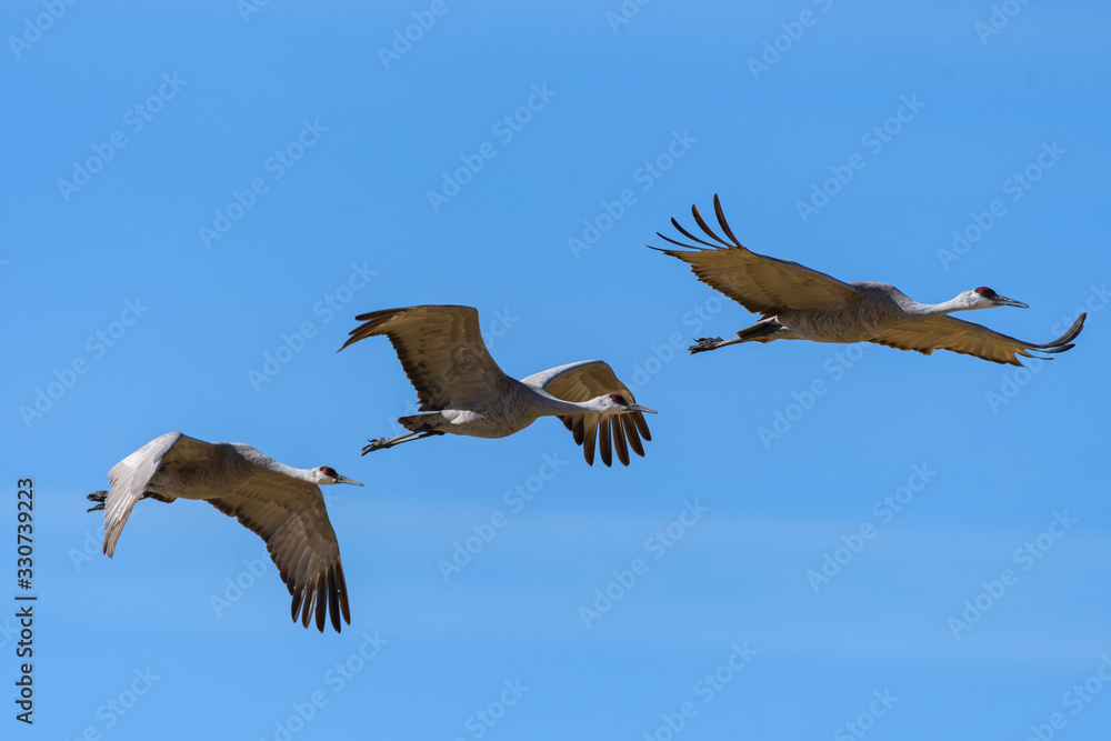 Fototapeta premium Migrating Greater Sandhill Cranes in Monte Vista, Colorado