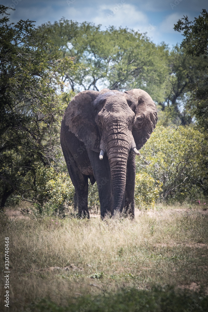 Obraz premium African Elephant looking ominous