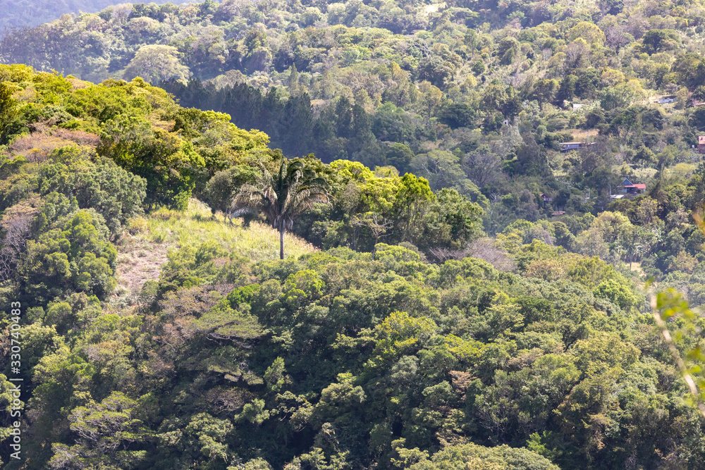 Panama Boquete tropical forest on the hills Panama Boquete tropical forest on the hills