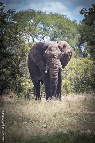African Elephant looking ominous