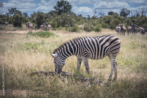 Zebra grazing