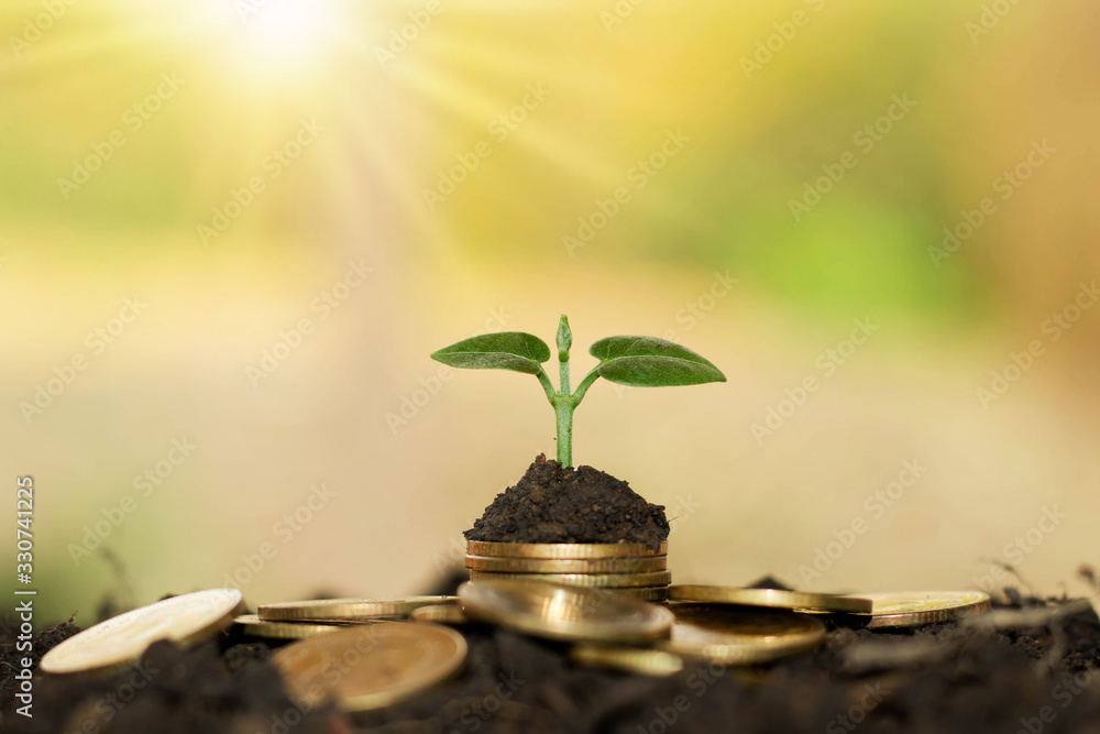A small tree that grows on a pile of money on the ground. The concept of financial growth and business. A small tree that grows on a pile of money on the ground. The concept of financial growth and business.