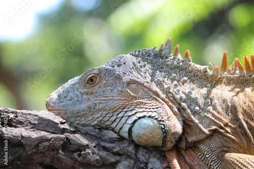 close up Iguana on dry wood on green nature background