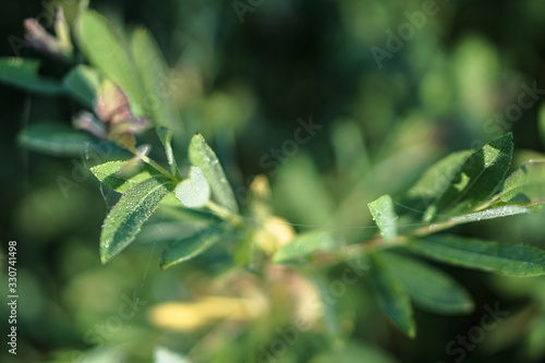 Beautiful morning landscape in light fog and the sun. A tree branch glows in the evening. Stock nature background for design.