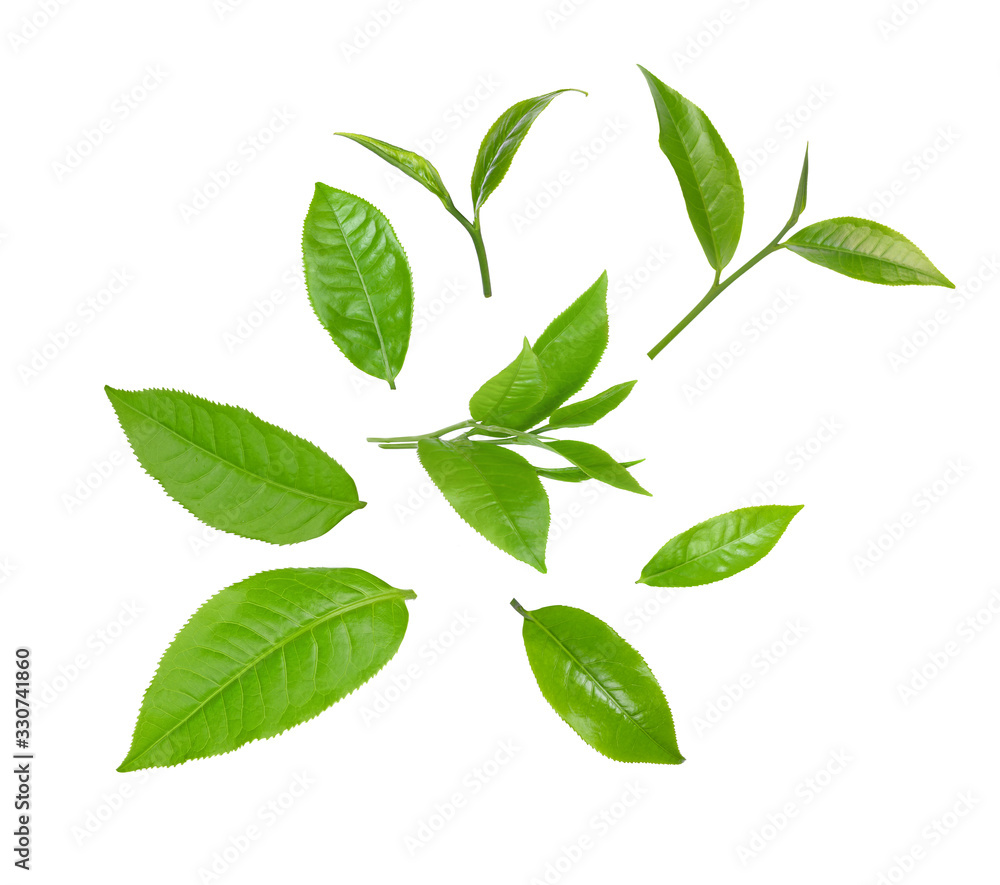 set fresh green tea leaf isolated on white background set fresh green tea leaf isolated on white background