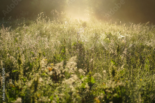 Beautiful morning landscape in light fog and the sun. Blades of grass and bushes glow in the evening. Stock nature background for design.
