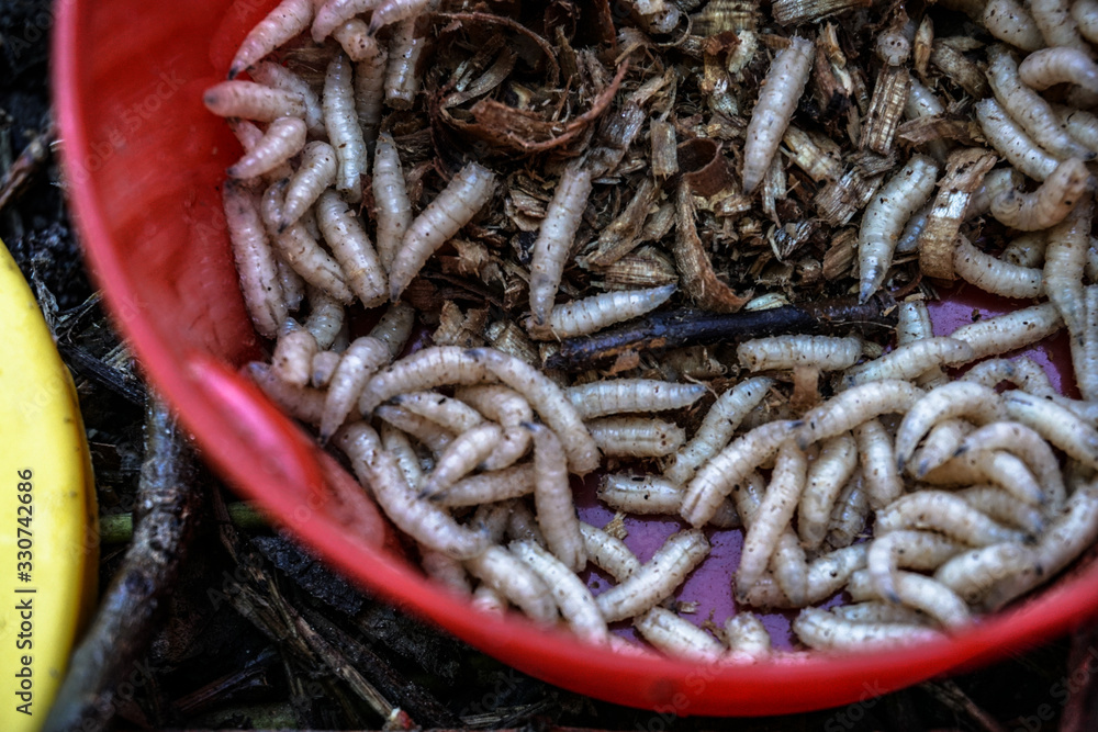 Maggots for the fisherman in boxes on the grass and twigs near the river. White worms in a jar. Food for fish and river animals. Background for fishing