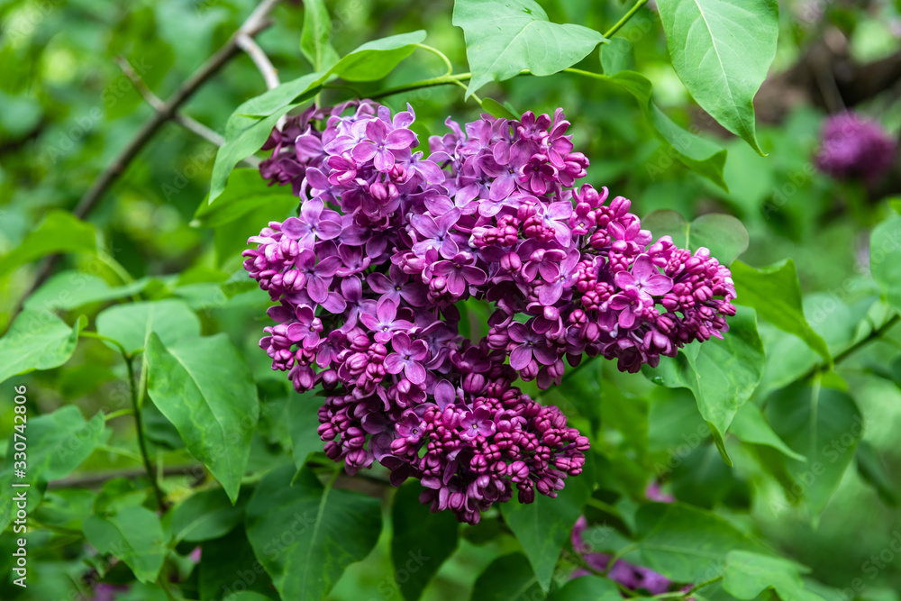 Lilac garden trees under the rain nature spring time botany Lilac garden trees under the rain nature spring time botany