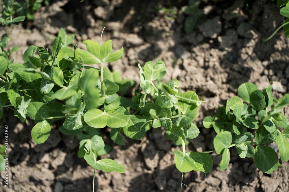 Obraz premium Spring in the garden