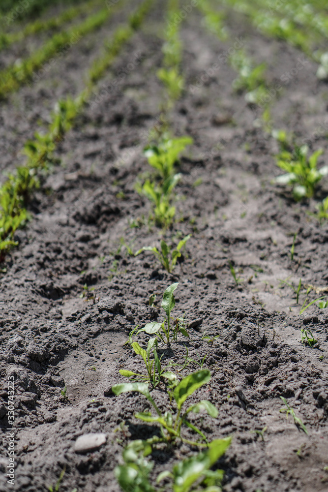 Planted crop farm field. The fertile land of the agricultural sector. food on black soil in the garden. Industrial stock theme Planted crop farm field. The fertile land of the agricultural sector. food on black soil in the garden. Industrial stock theme