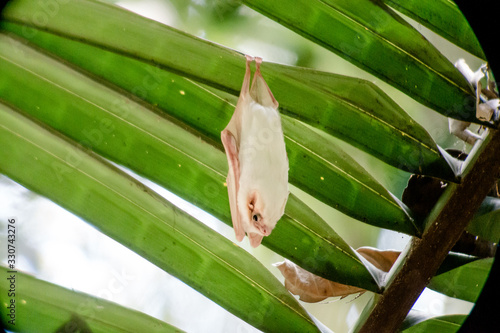 weiße Fledermaus Costa Rica