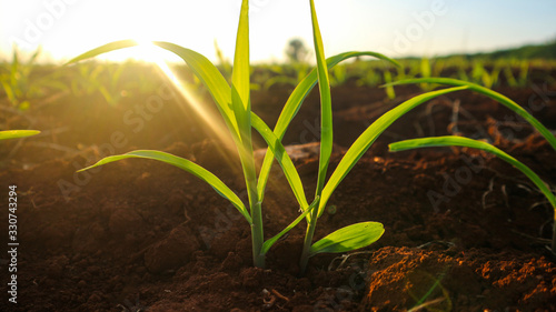 Fungal corn seedlings 5 weeks old Corn pests photo