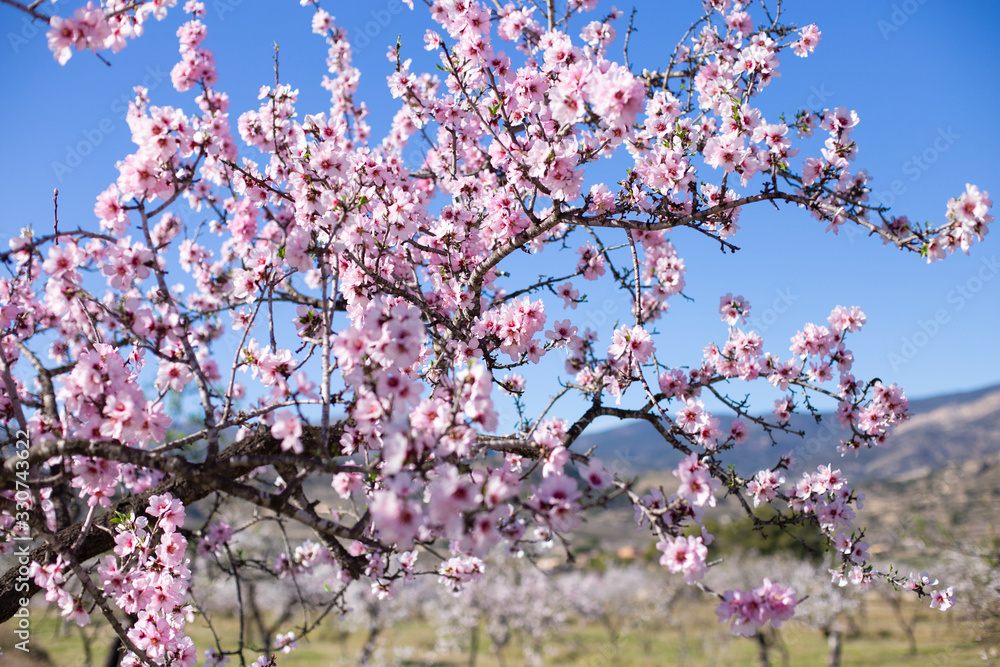 Flowering almond trees in the mountains in the sunshine in Spain. Flowering almond trees in the mountains in the sunshine in Spain.
