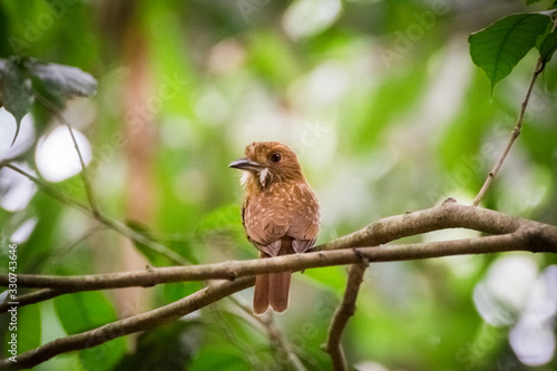 kleiner brauner Vogel aus Costa Rica sitzt auf einem Ast