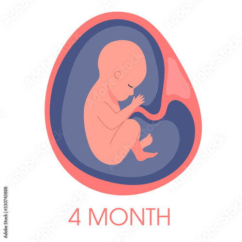 Obraz na plátne Embryo in womb fourth month. Fetal development and growth during