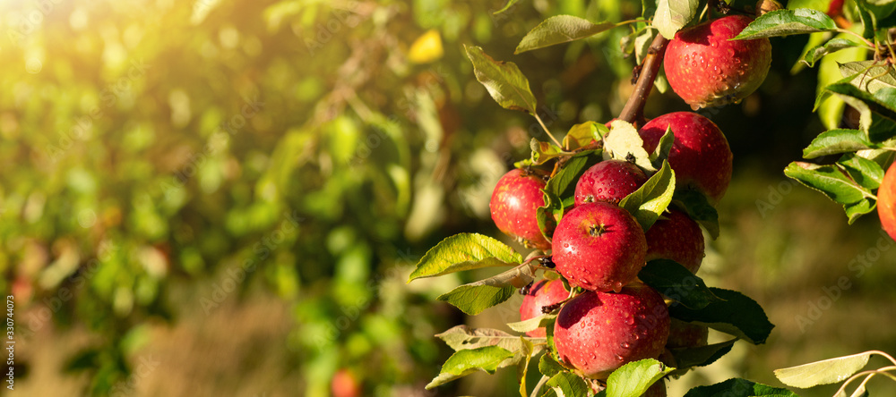 Apple trees on an organic fruit farm - obrazy, fototapety, plakaty 