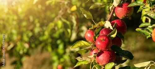 Obraz  z motywem Apple trees on an organic fruit farm