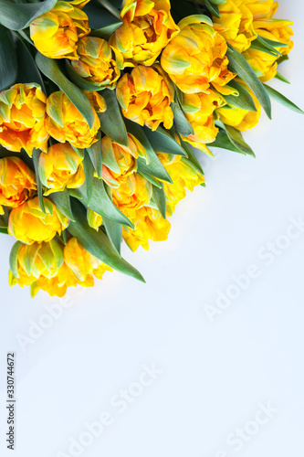 lovely yellow tulips