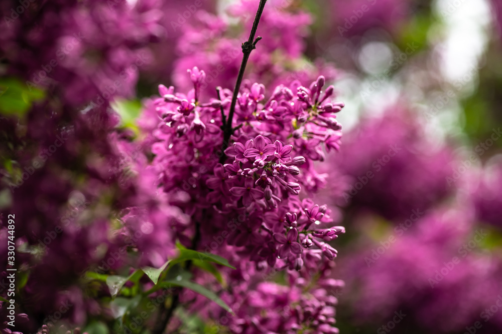 Lilac garden trees under the rain nature spring time botany Lilac garden trees under the rain nature spring time botany