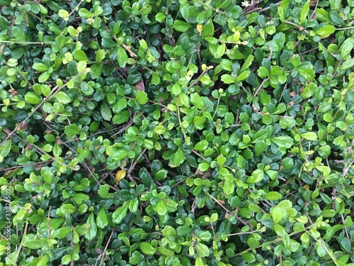 background of green leaves