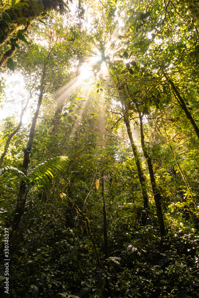 Regenwald in Costa Rica mit Sonnenstrahlen