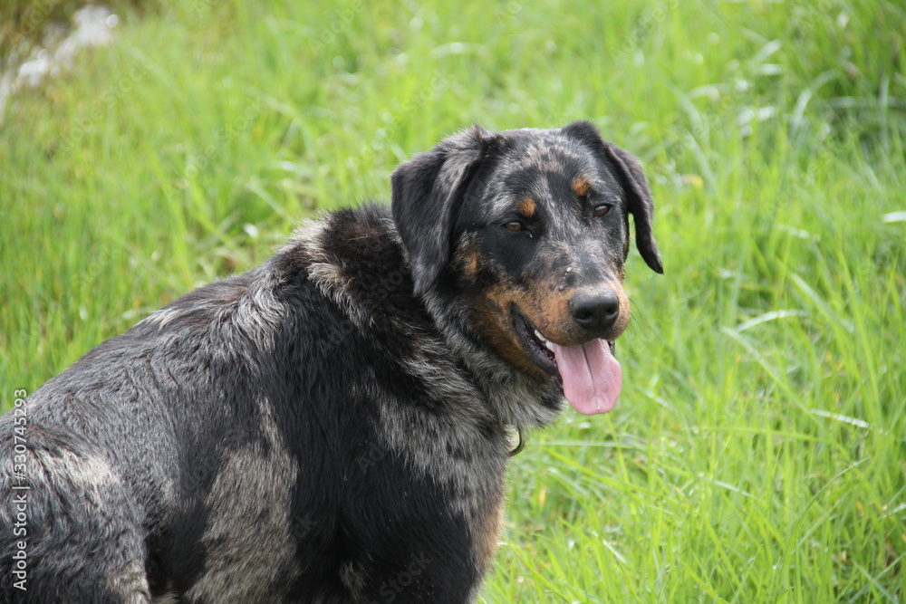 Beauceron sheep dog harlequin in the wild Beauceron sheep dog harlequin in the wild