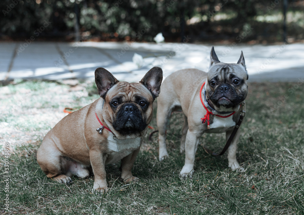 Fototapeta premium buldog