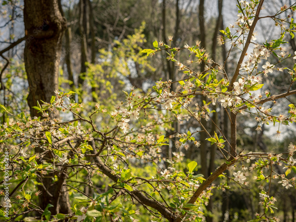 Tree with small white flowers illuminated by the light of midday sun, in the park of the Quinta de los Molinos, Madrid, Spain. Spring concept Tree with small white flowers illuminated by the light of midday sun, in the park of the Quinta de los Molinos, Madrid, Spain. Spring concept
