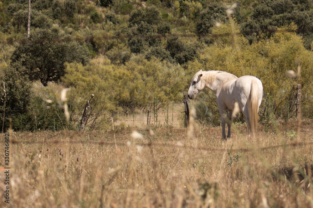 Caballo en el campo seco de Toledo Caballo en el campo seco de Toledo