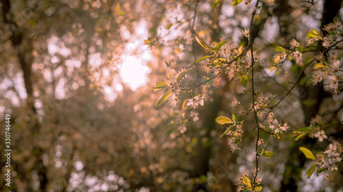 Branches of a tree with backlight white flowers with spring tones. Spring concept © Dani