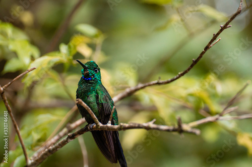 Grünstirn-Brillantkolibri bzw. Grünscheitelbrillant Costa Rica