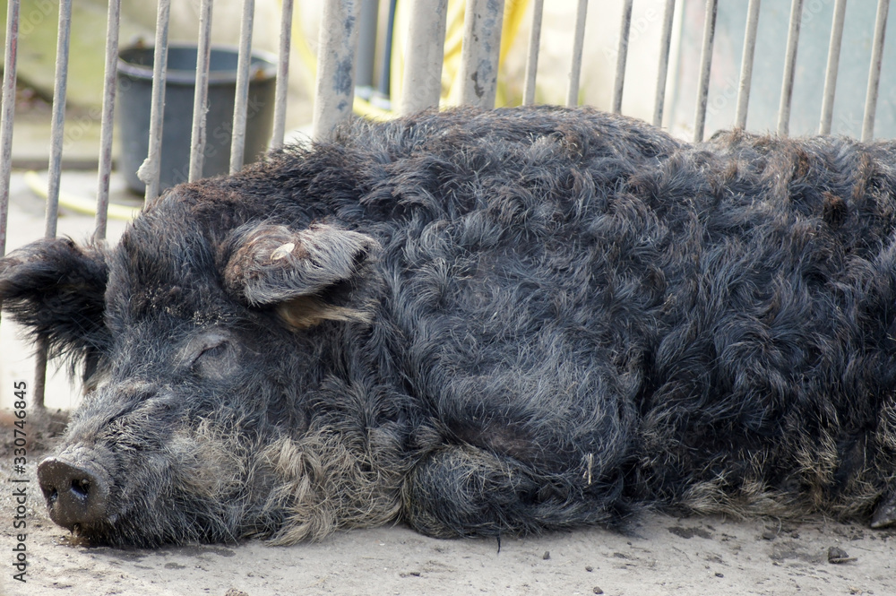 Nahaufnahme eines Wollschwein Mangalica-Schwein Nahaufnahme eines Wollschwein Mangalica-Schwein