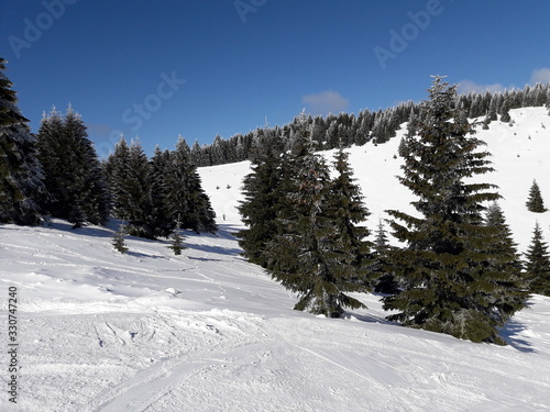 Snowy mountain slopes with pine trees in Kopaonik in Serbia.