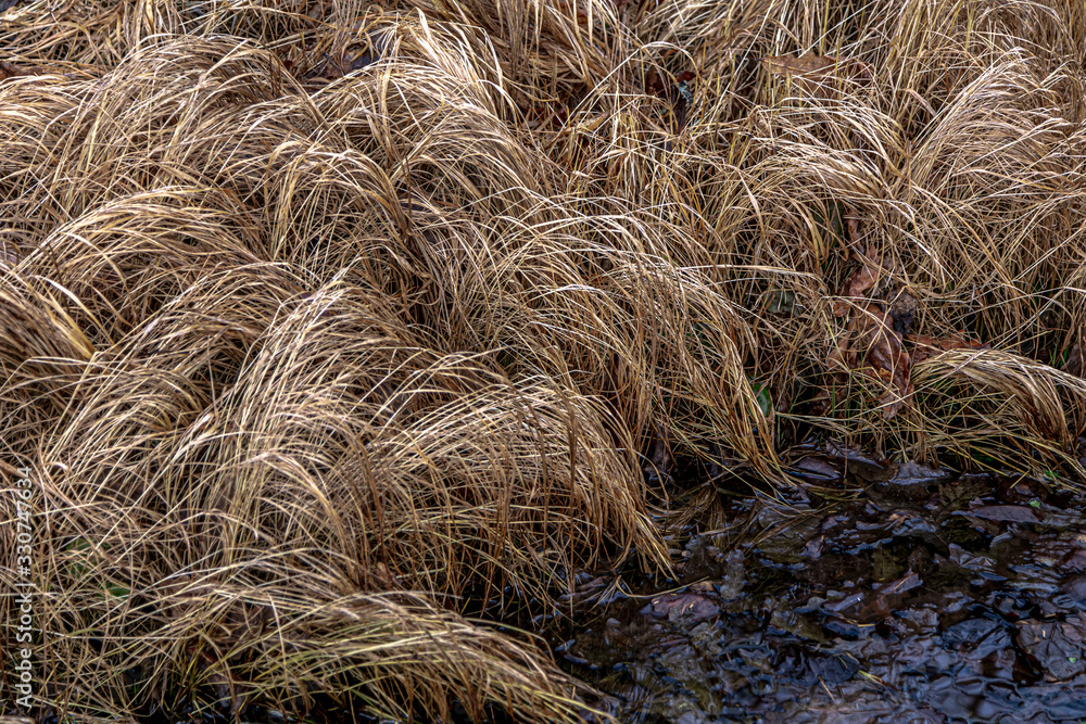 Withered, yellow grass. Natural background.Close-up. Withered, yellow grass. Natural background.Close-up.